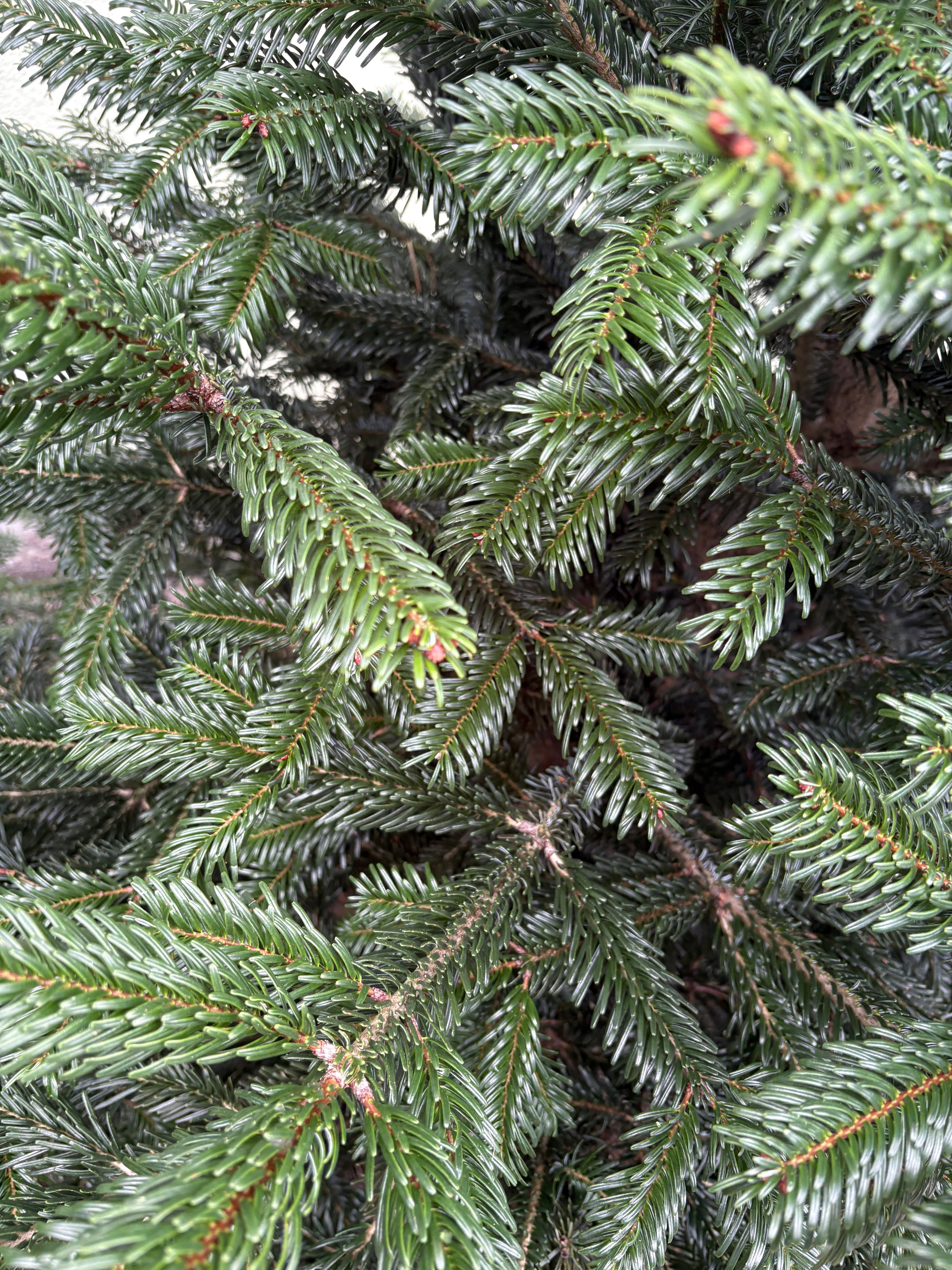 STANDARD–Jodła Kaukaska 100–150 cm