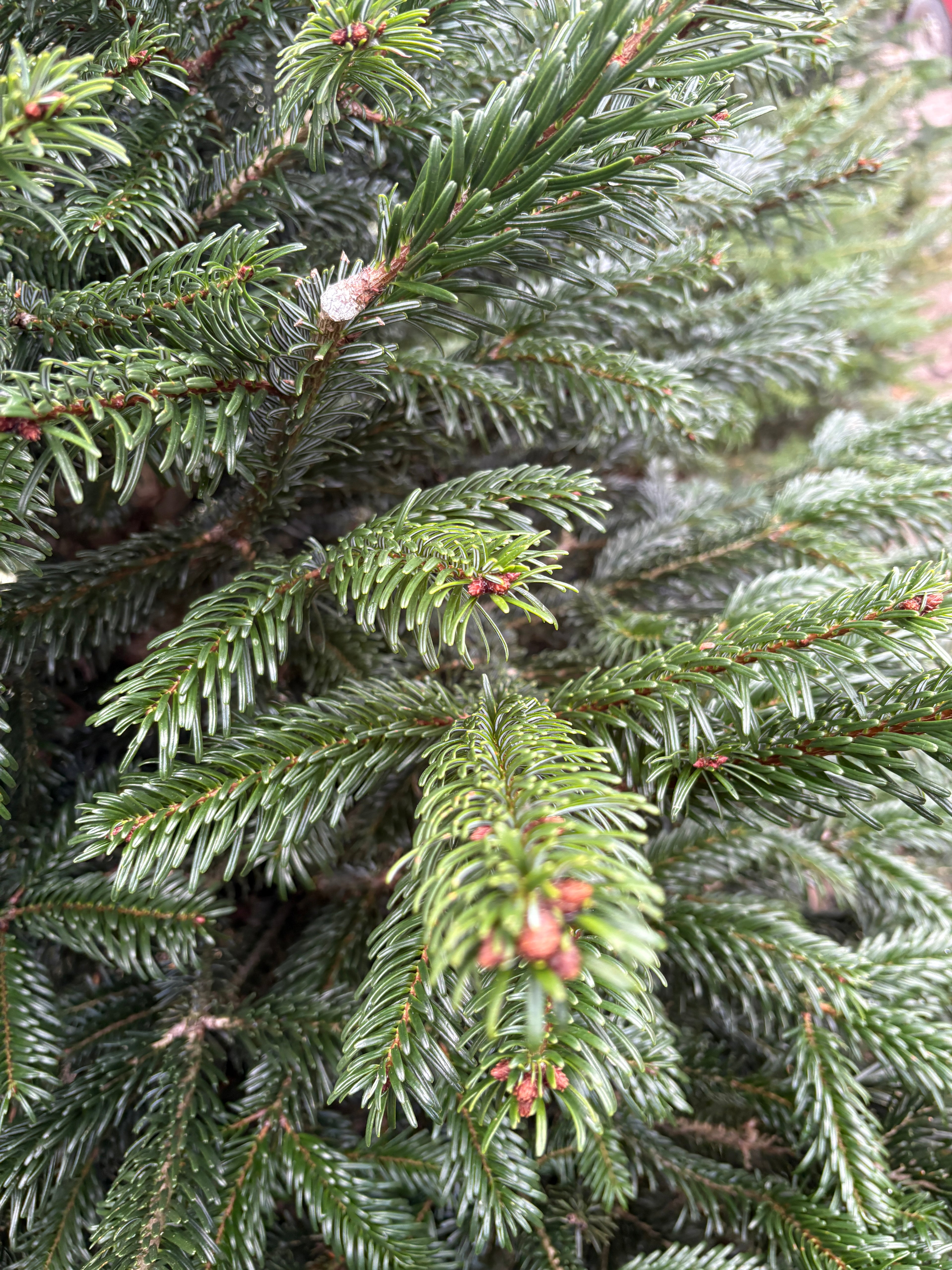 STANDARD–Jodła Kaukaska w Donicy 120–140 cm