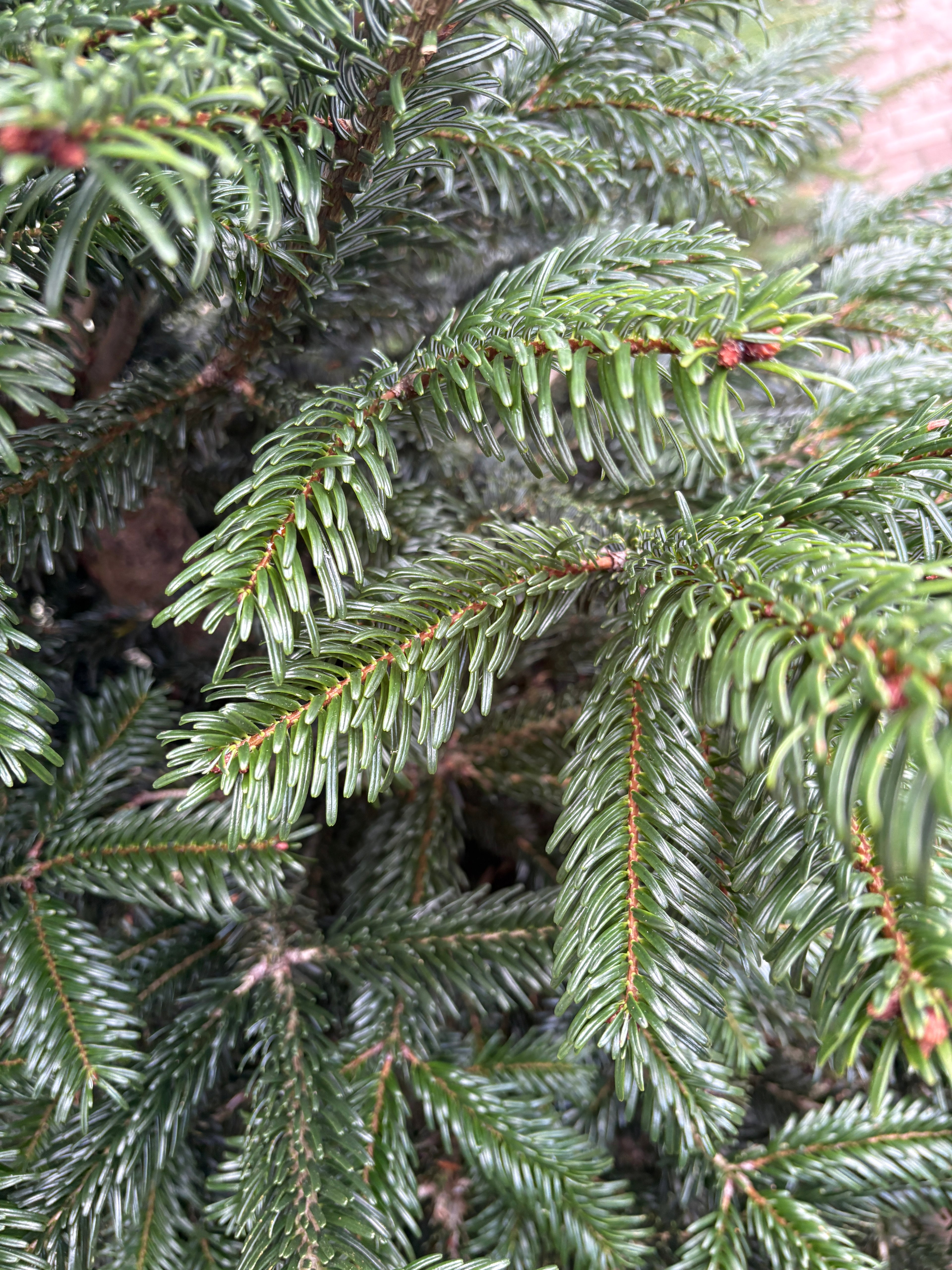 STANDARD–Jodła Kaukaska 150–175 cm