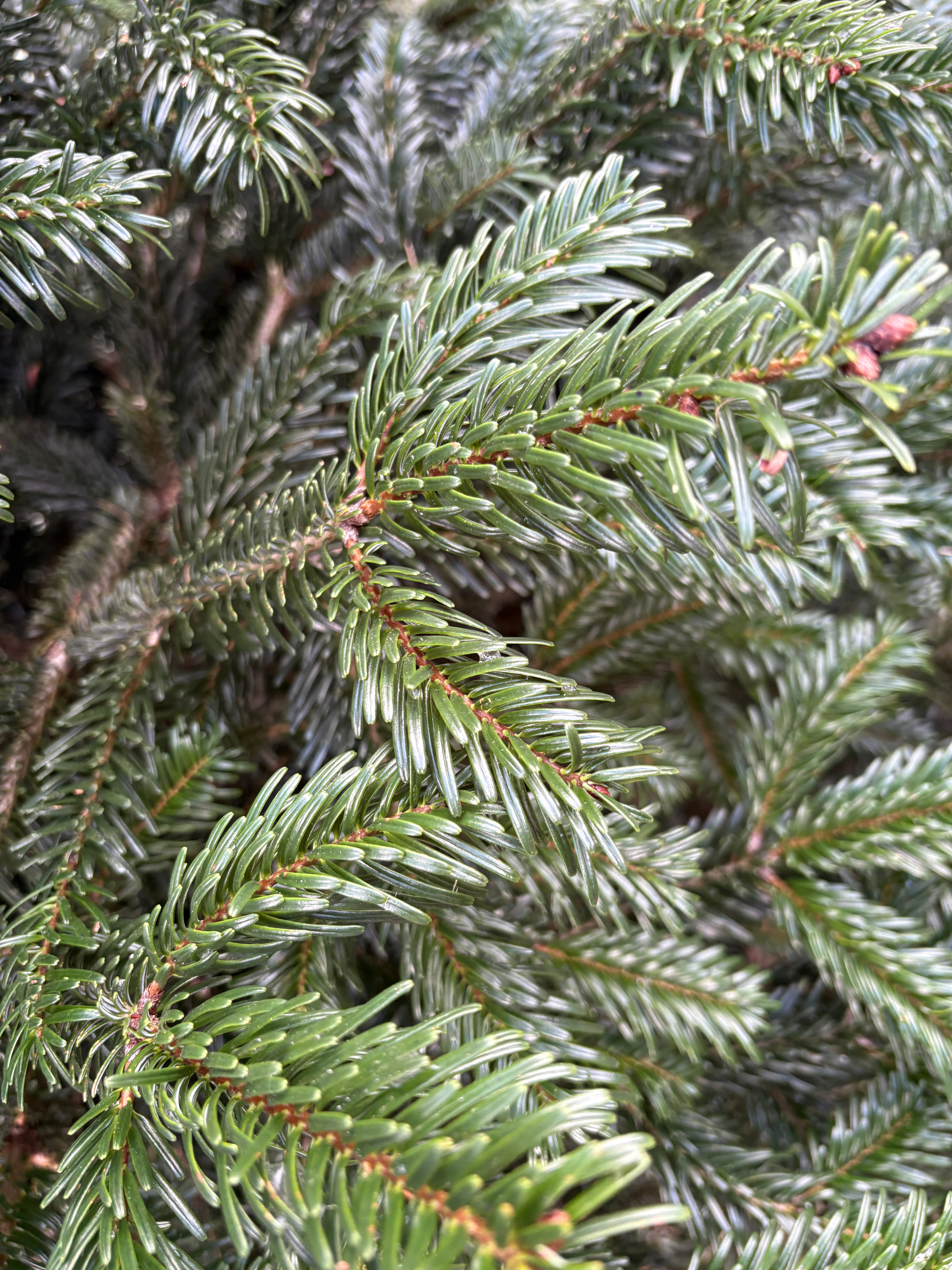 STANDARD–Jodła Kaukaska 100–150 cm