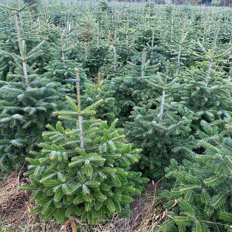 Jodła  kaukaska 190-200 cm