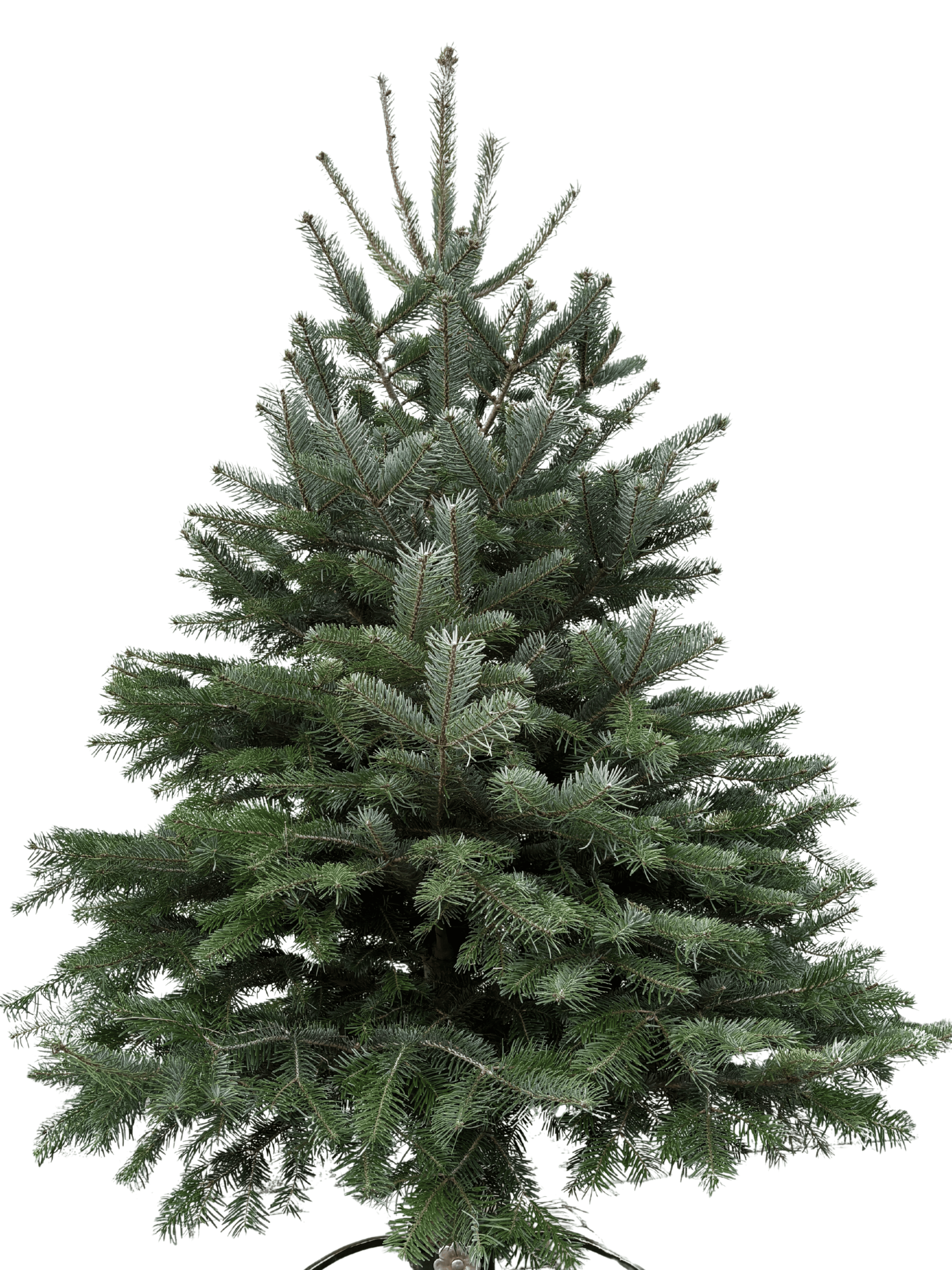 PREMIUM–Jodła Kaukaska 150–175 cm