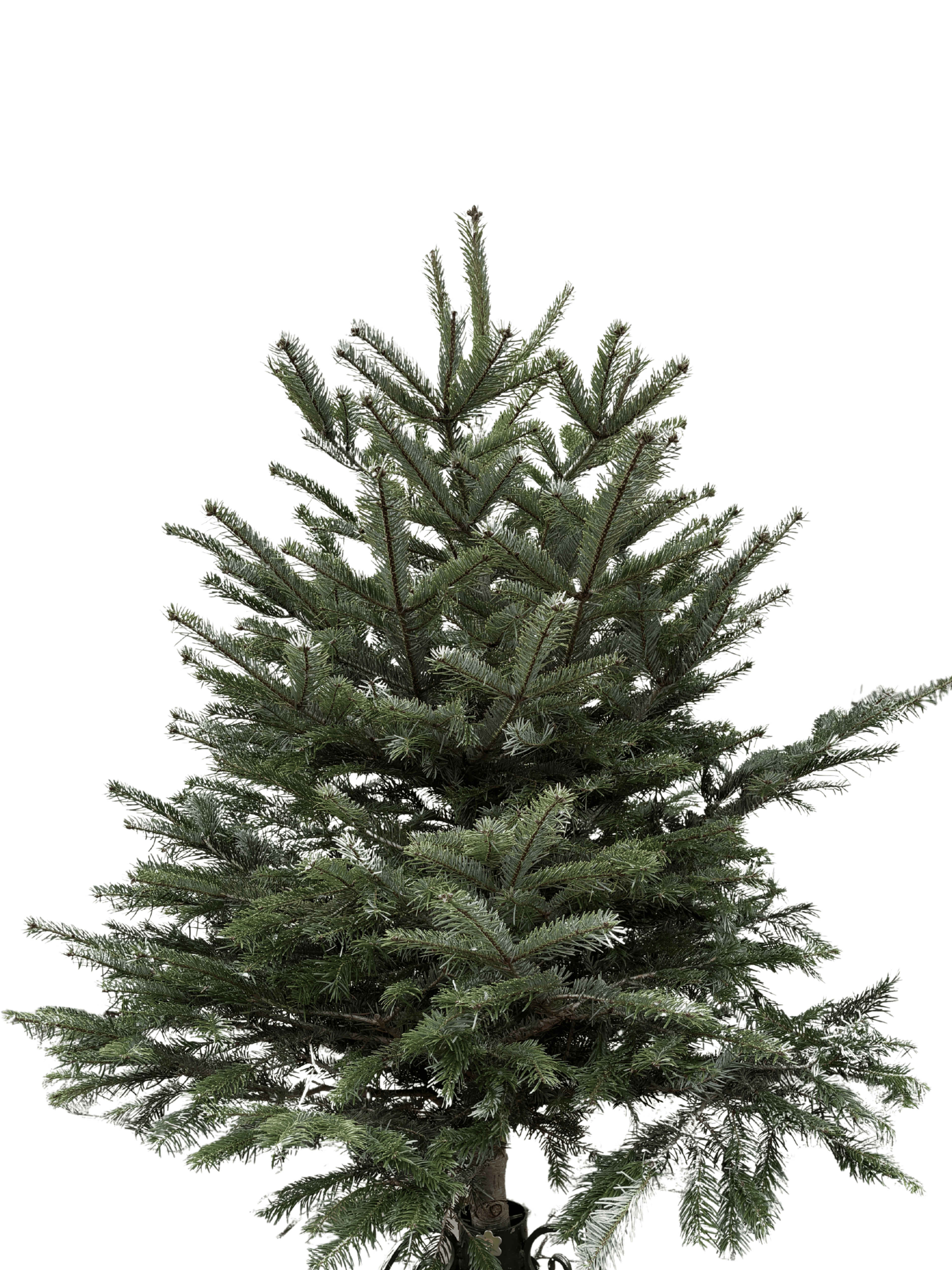 STANDARD–Jodła Kaukaska 100–150 cm