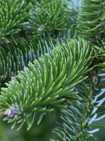 STANDARD–Jodła Kaukaska 150–175 cm