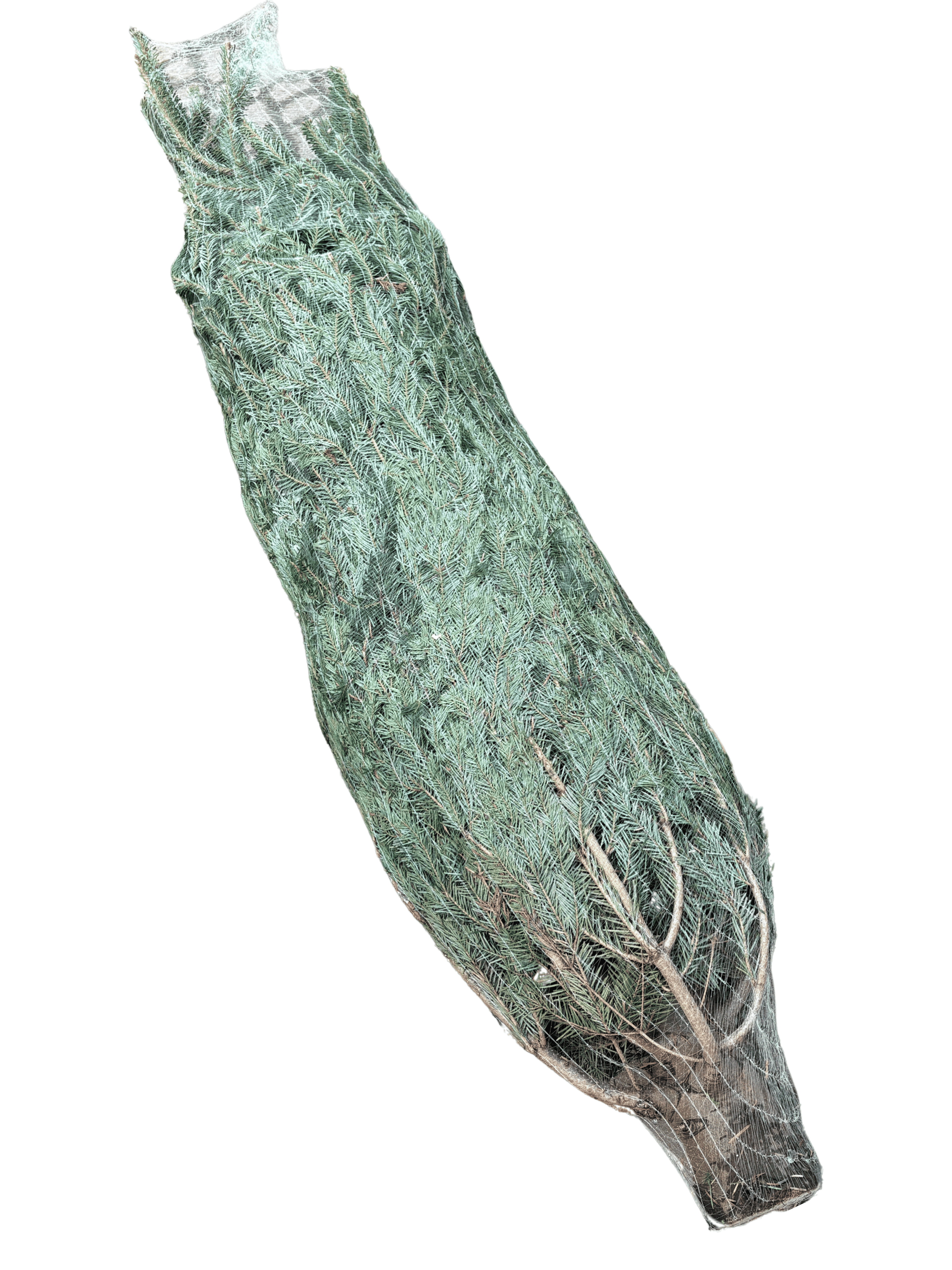 STANDARD–Jodła Kaukaska 100–150 cm