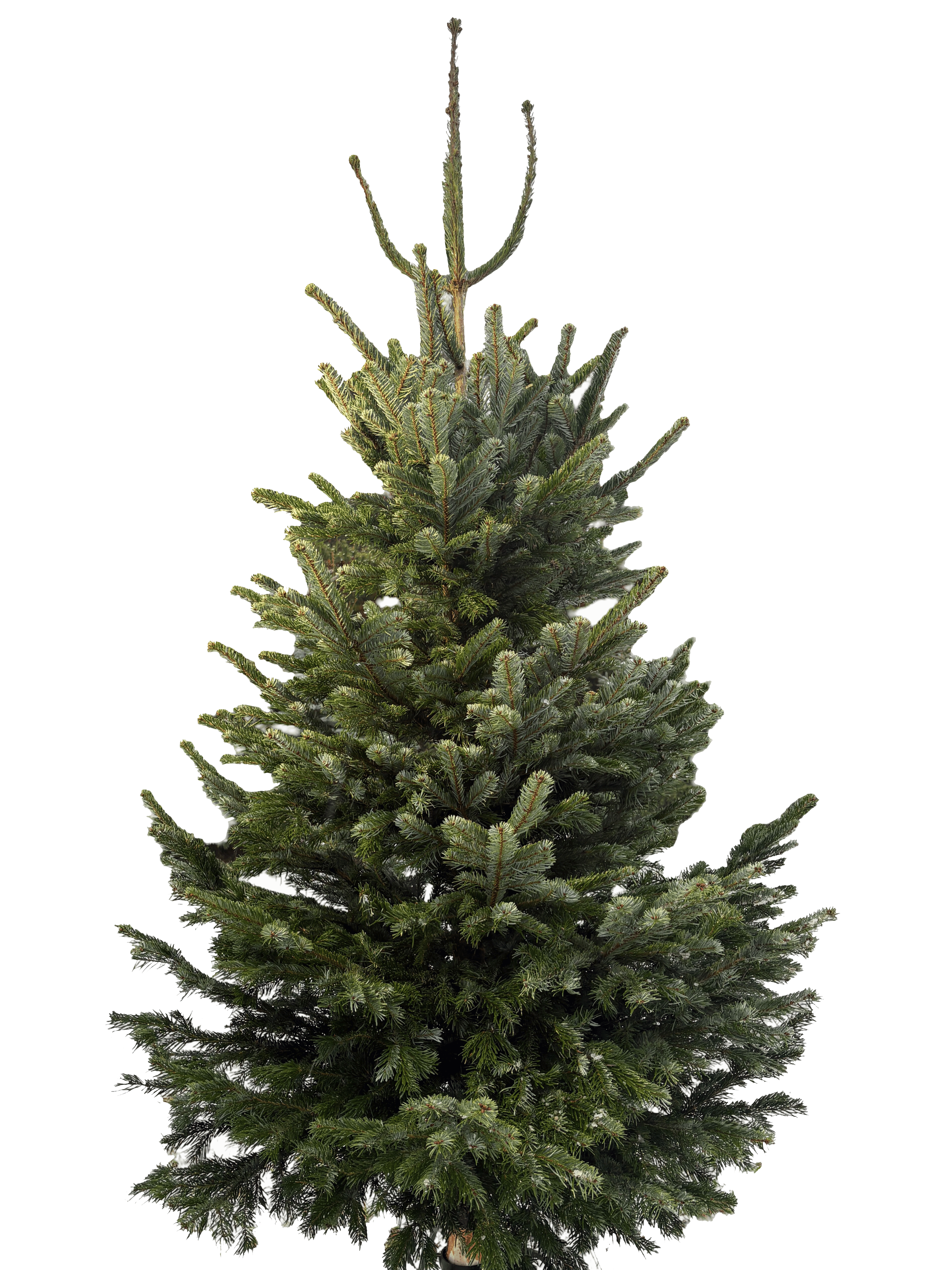 STANDARD–Jodła Kaukaska 150–175 cm