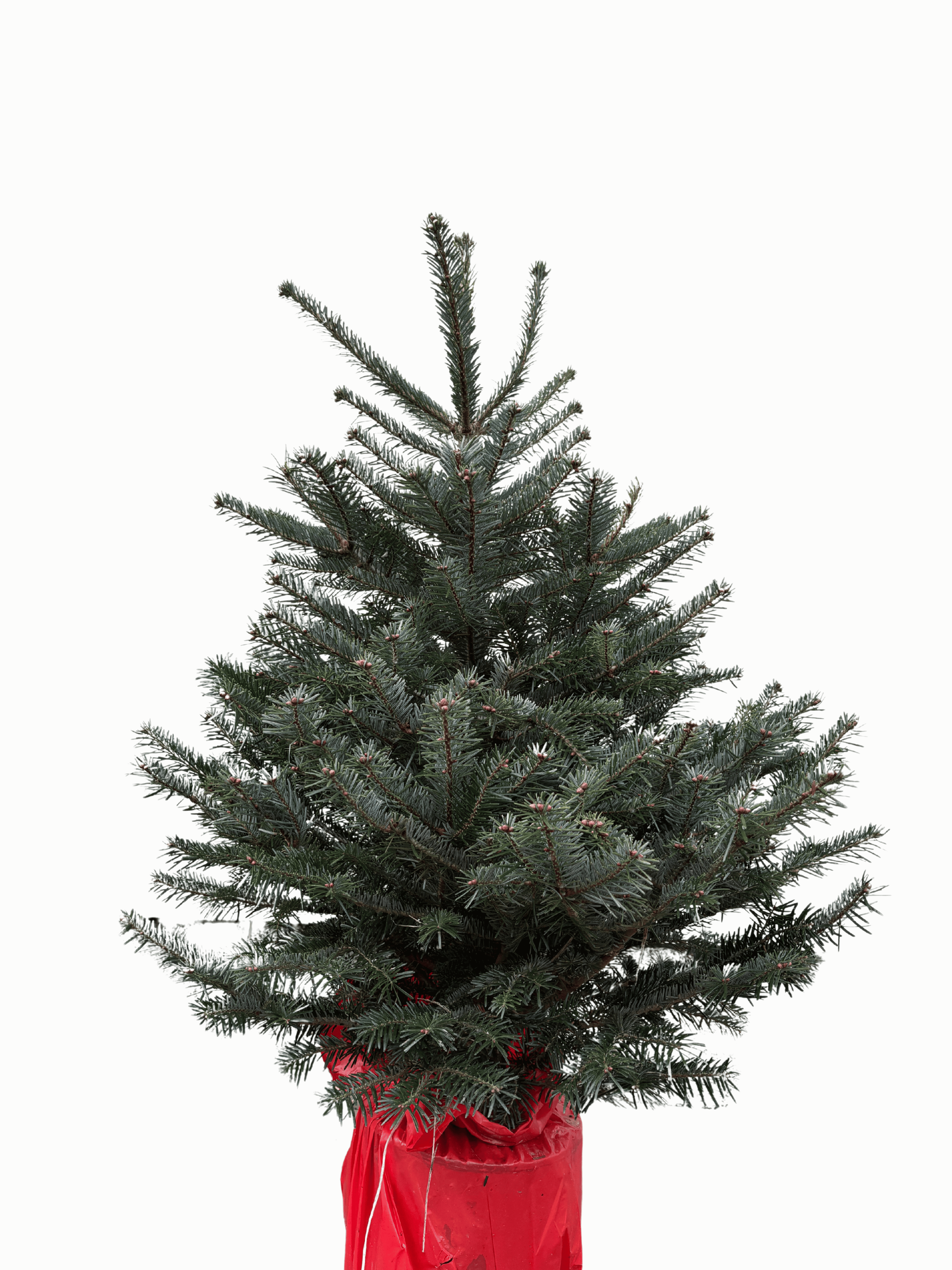 STANDARD–Jodła Kaukaska w Donicy 120–140 cm